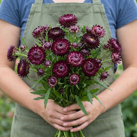Monster Purple, Strawflower Seeds